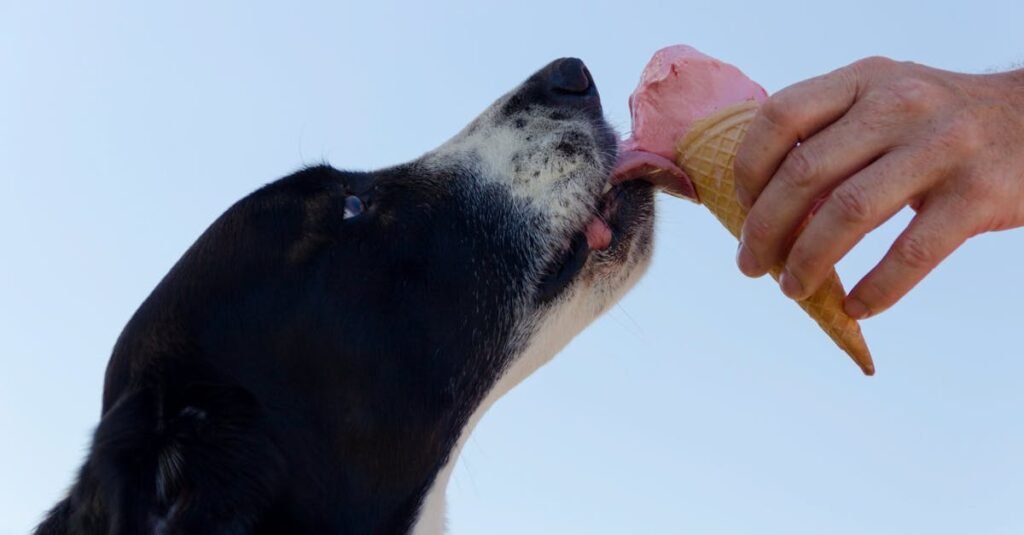 Adjusting Meal Times for Senior Dogs with Health Issues