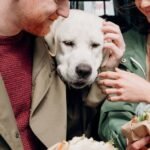 Benefits of Choosing Dry Dog Food for Senior Dogs