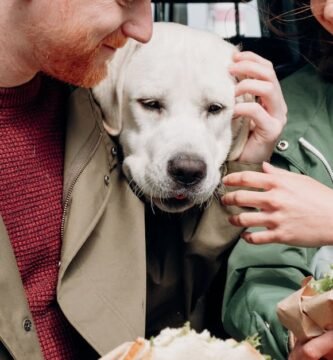 Benefits of Choosing Dry Dog Food for Senior Dogs