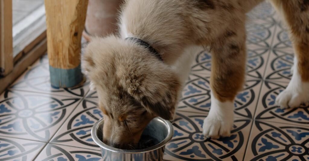 Benefits of Incorporating Raw Food into Your Senior Dog’s Diet