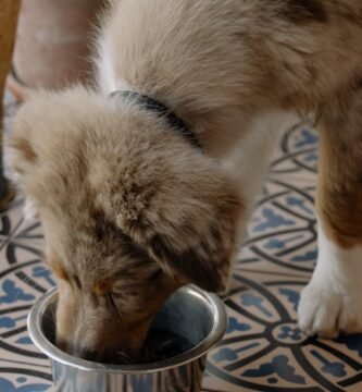 Benefits of Incorporating Raw Food into Your Senior Dog’s Diet