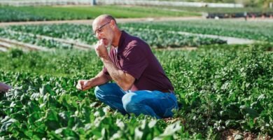 Common Misconceptions about Limited Ingredient Senior Dog Diets