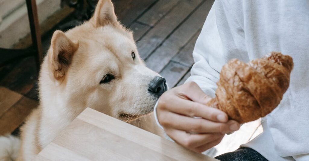 Common Mistakes When Feeding Raw to Older Dogs