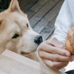 Common Mistakes When Feeding Raw to Older Dogs