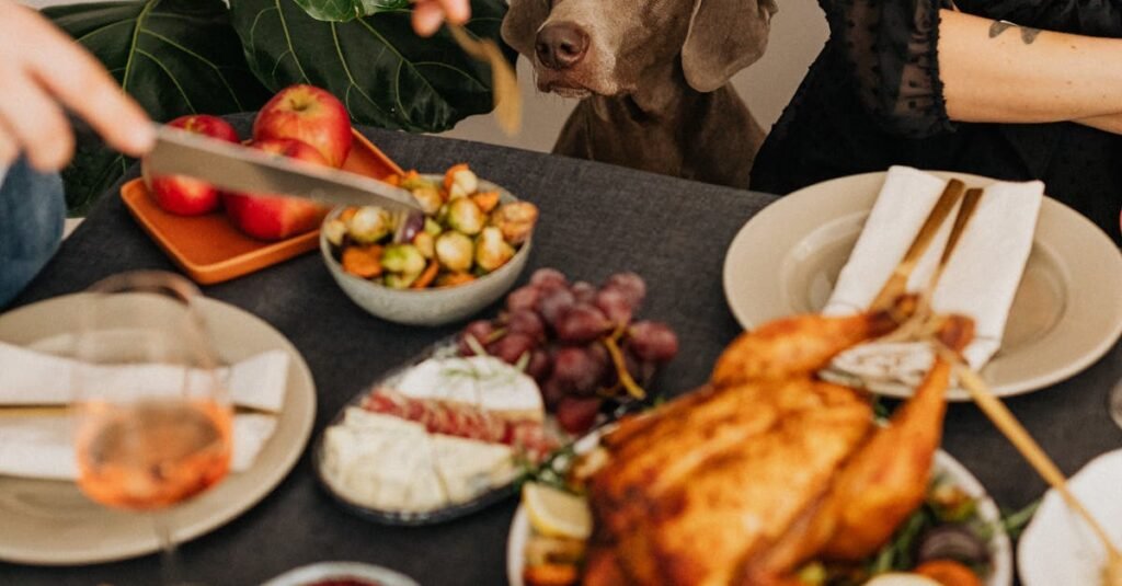 Comparing Grain-Based vs Grain-Free Wet Dog Food for Seniors