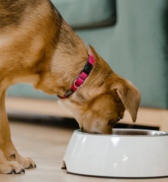 Essential Ingredients in Raw Senior Dog Food Recipes