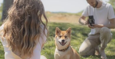 How Antioxidants Benefit Aging Dogs