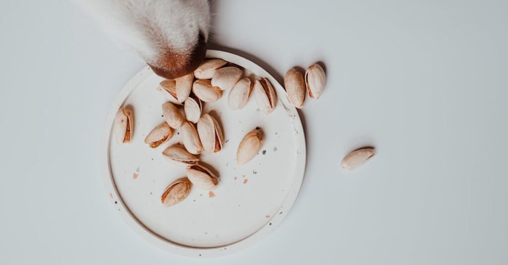 How to Create a Feeding Routine for Senior Pets