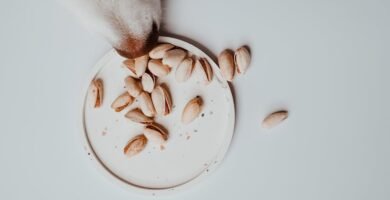 How to Create a Feeding Routine for Senior Pets