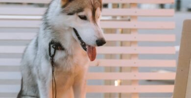 Key Antioxidants for Aging Dog Wellness