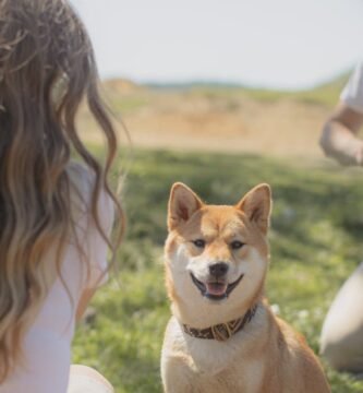 Key Ingredients to Look for in Wet Senior Dog Food