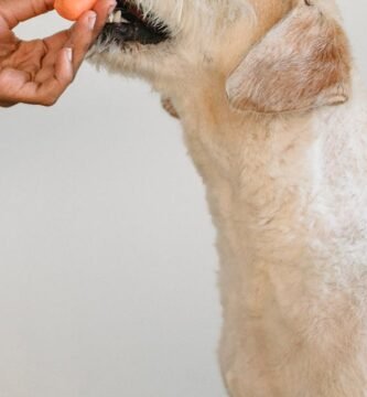Strategies for Transitioning Your Dog to Senior Food