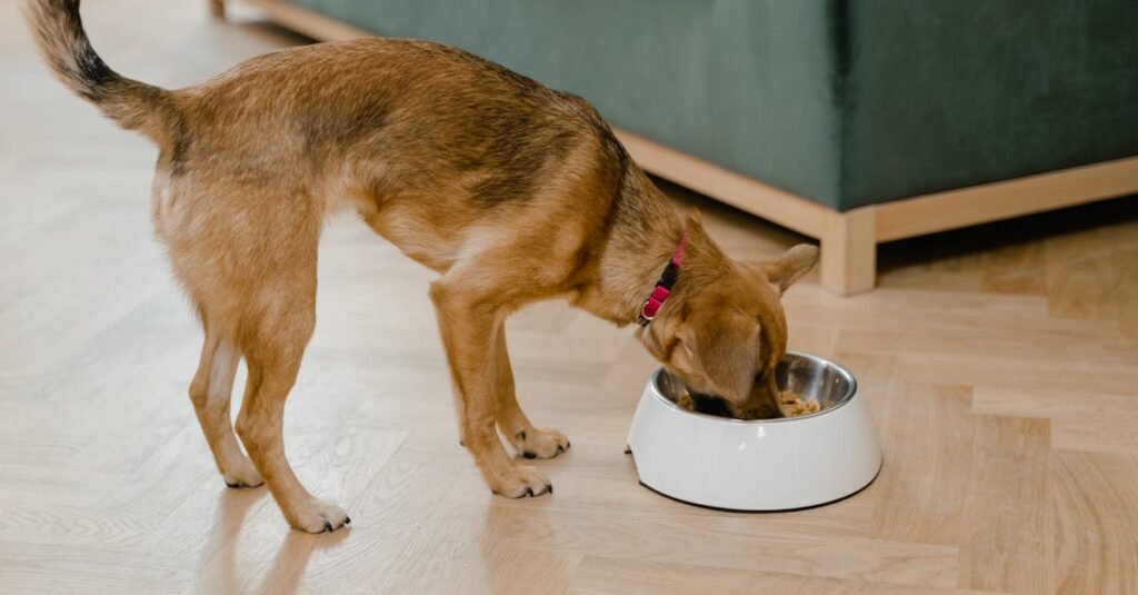 The Impact of Selenium on Senior Dog Immune Function