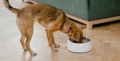The Impact of Selenium on Senior Dog Immune Function
