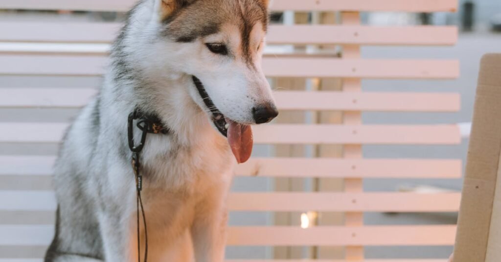 The Importance of Hydration in Senior Dog Health