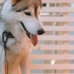 The Importance of Hydration in Senior Dog Health