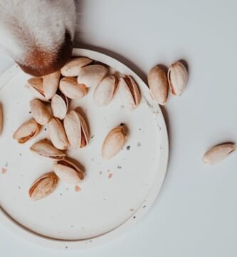 The Role of Calcium in Senior Dog Health