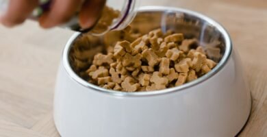 The Role of Dry Dog Food in Dental Health for Seniors