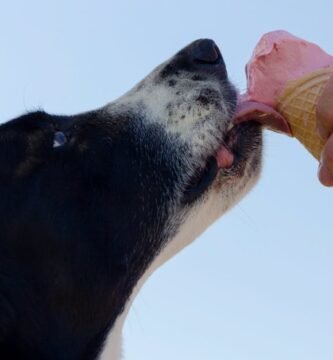 The Role of Fiber in Digestive Health for Senior Dogs