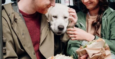 The Role of Moisture Content in Senior Dog Hydration