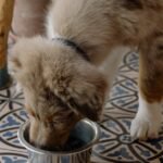 Transitioning Your Senior Dog to a Grain-Free Diet