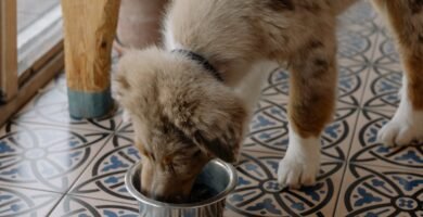 Transitioning Your Senior Dog to a Grain-Free Diet