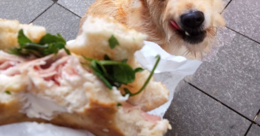 Understanding Allergens in Limited Ingredient Senior Dog Food