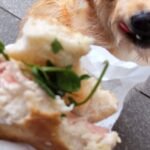 Understanding Allergens in Limited Ingredient Senior Dog Food