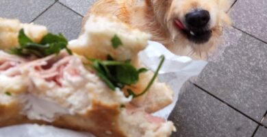 Understanding Allergens in Limited Ingredient Senior Dog Food