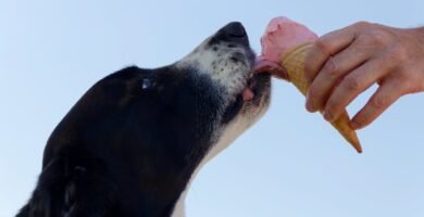 Understanding Body Condition Scoring for Senior Dogs