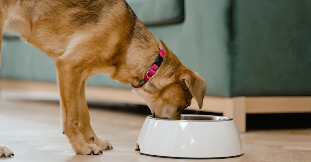 Understanding Caloric Needs to Calculate Portion Sizes for Aging Dogs