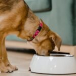Understanding Caloric Needs to Calculate Portion Sizes for Aging Dogs