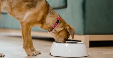 Understanding Caloric Needs to Calculate Portion Sizes for Aging Dogs