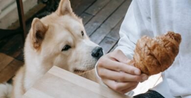 Understanding the Timing of Feeding for Senior Canines